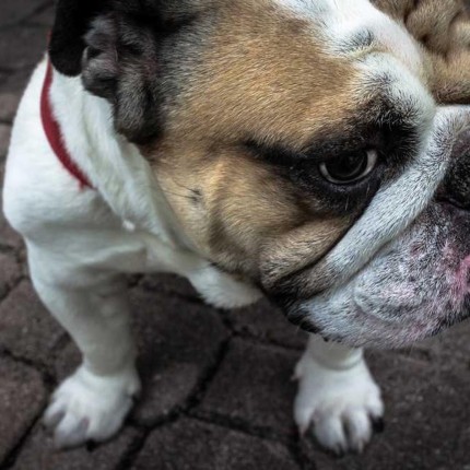 Produkt z wieloma zdjęciami